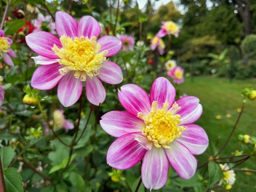 Dahlia 'Jenna' (Jenna Dahlia) — Northwest Blooms